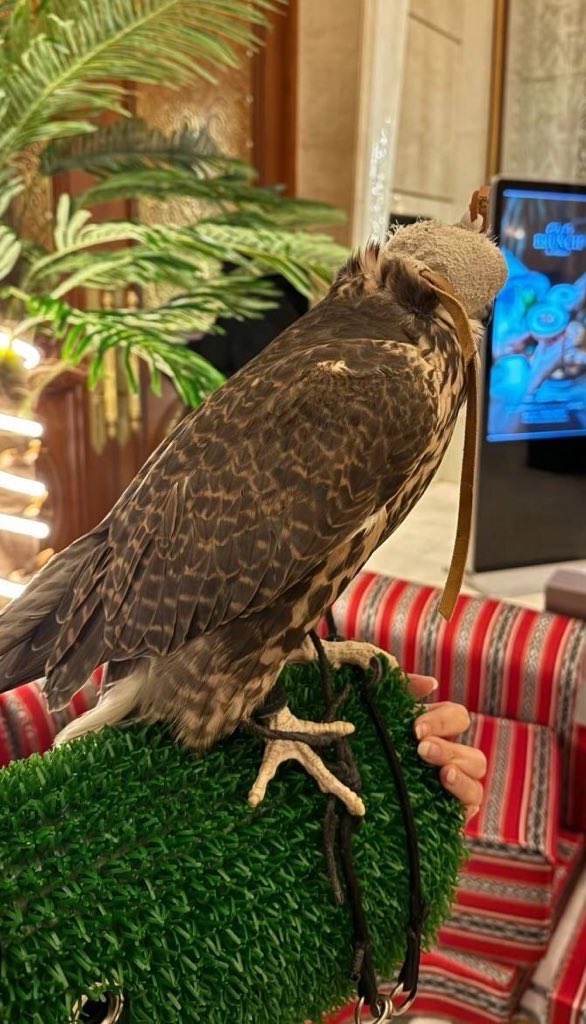 ͏

͏ 

                  الصقـر لابـده علـى الرجـم يختـال 
                  راسـي مثـل شـم الجبـال #الرواسن

                 ياطيـرحايـم في فضاء الكون بالعال 
                 صغار الحبـاري لايهمـك لغاهـن ..؟!

͏

͏