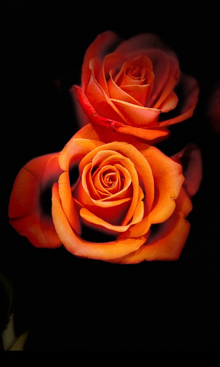 time for a rose or two… this was a fabulous week…