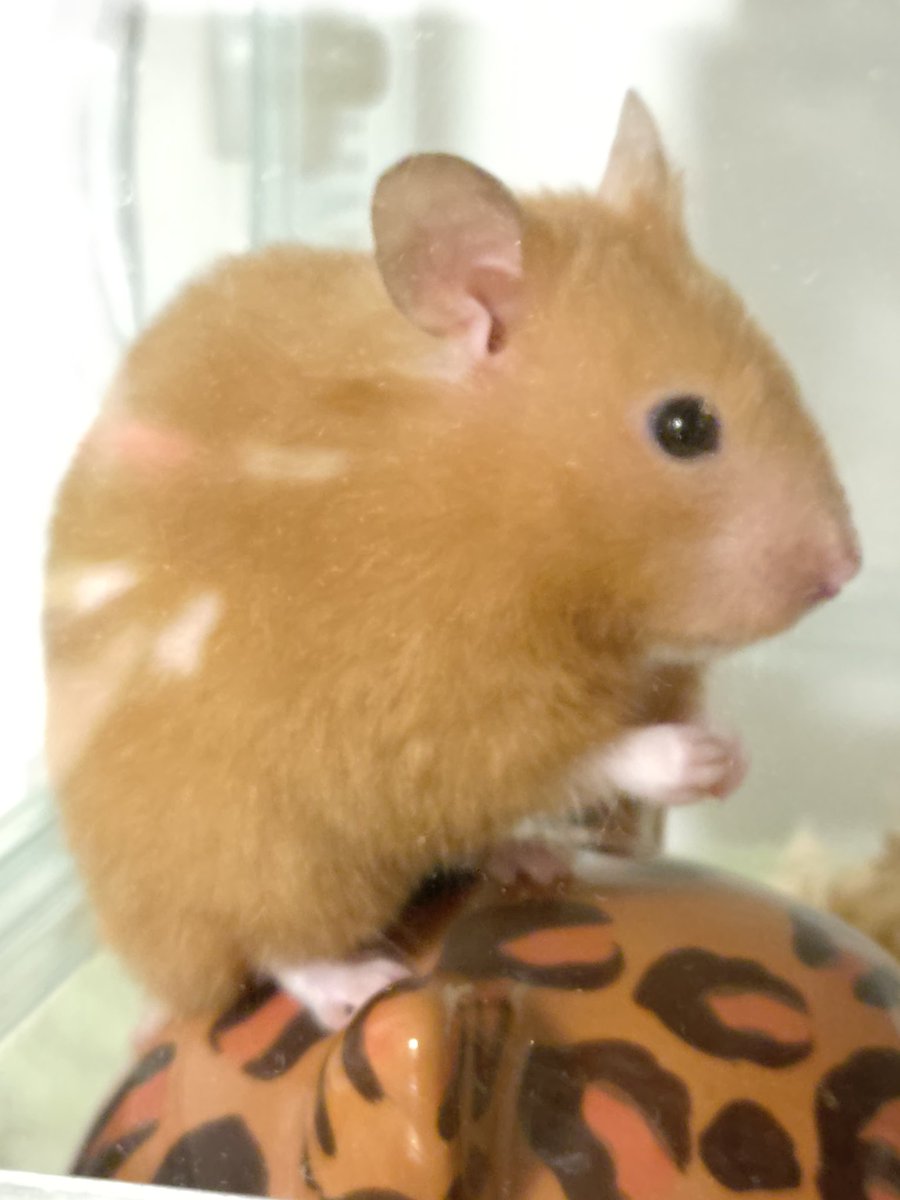 あらむぎちゃん、今日も可愛いですねー♡

#ハムスター
#ハムスターのいる生活