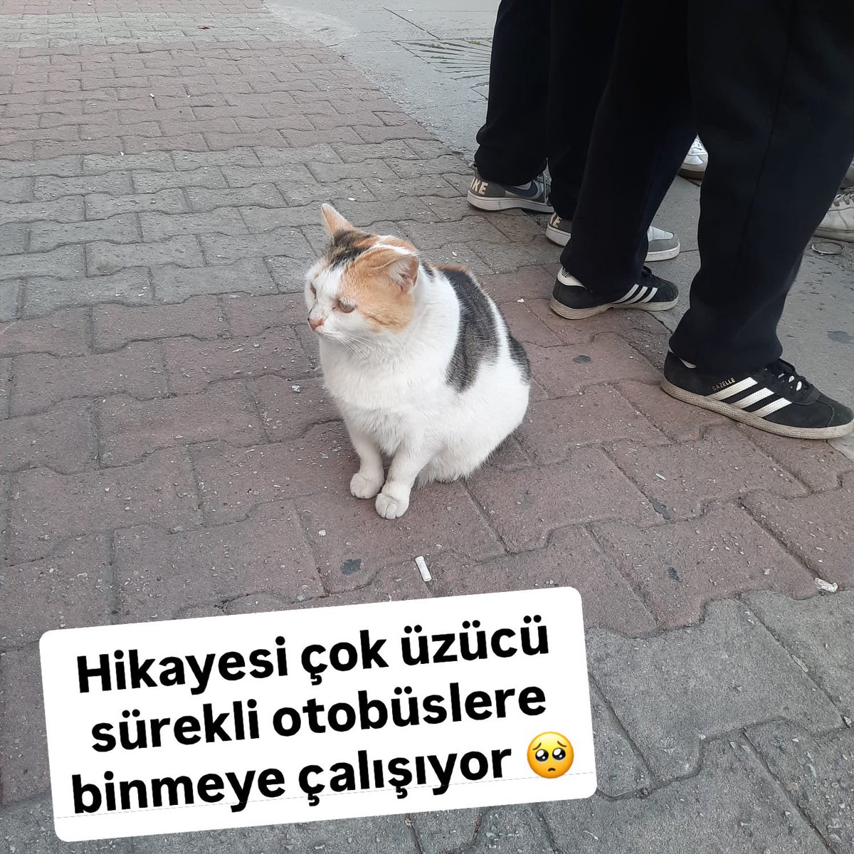 patiarkadas's tweet image. Bu can ümraniye çakmak itfaiye durağında terk edilmiş. 2 aydır yağmurda güneşte hep orada duraktan ayrılmıyormuş. Neden bu can burada diye civardaki esnafa sormuş her gün durağı kullanan insanlar ve bir kadının onu otobüse binmeden orada terk edip gittiğini öğreniyorlar. Hayvan…