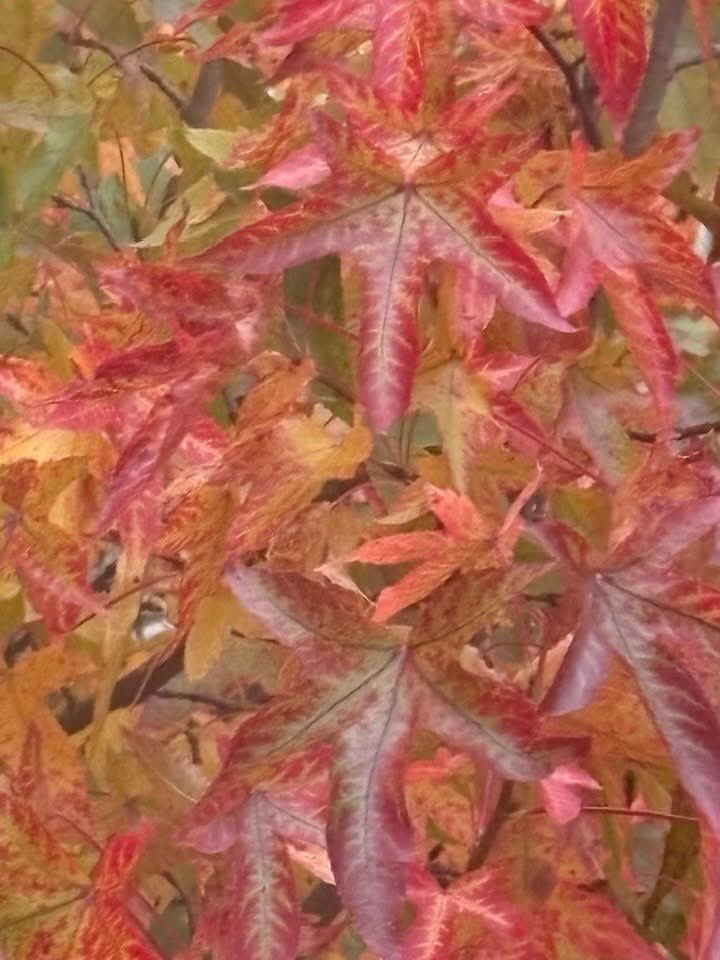 The trees are treeing, the leaves are leaving, cotton candy skies, and a beaver harvest moon