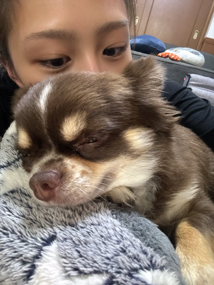 本田 あやね tweet media