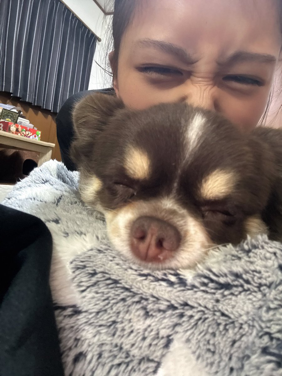 本田 あやね tweet media