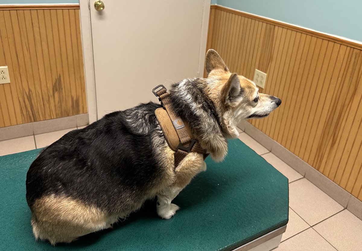 Harper had a cancer scare last week. They did an on site biopsy last Thursday and said it looked fine, but I got the lab reports back last night and it came back completely normal. Thanks to everyone who knew that kept me calm through this. 🙏