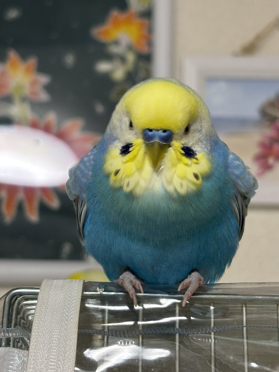 仲良し動物パフェ♡⑰ いっちー on X