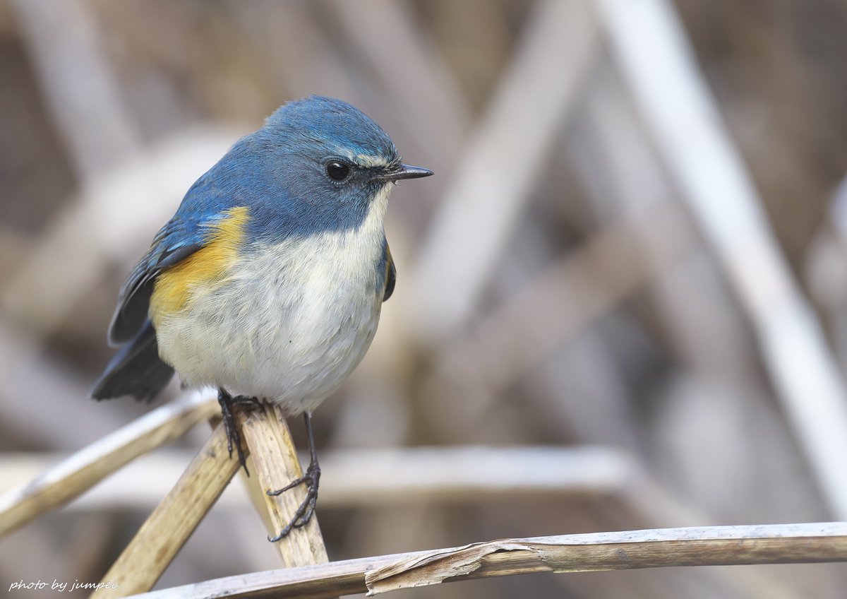 そんな加工なんかしなくてもルリビタキは自然なままで美しいのにねぇ〜✨
そろそろ、ルリ男がいつもの公園に来てくれるかしら🤗