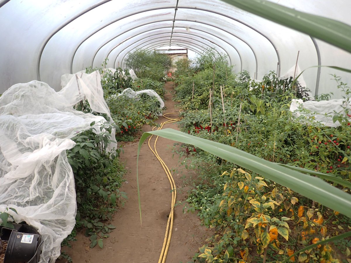 Chris Fowler tweet media