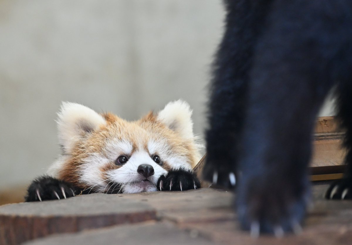 mocos164's tweet image. ひょっこり😅
#日本平動物園 
#レッサーパンダ
