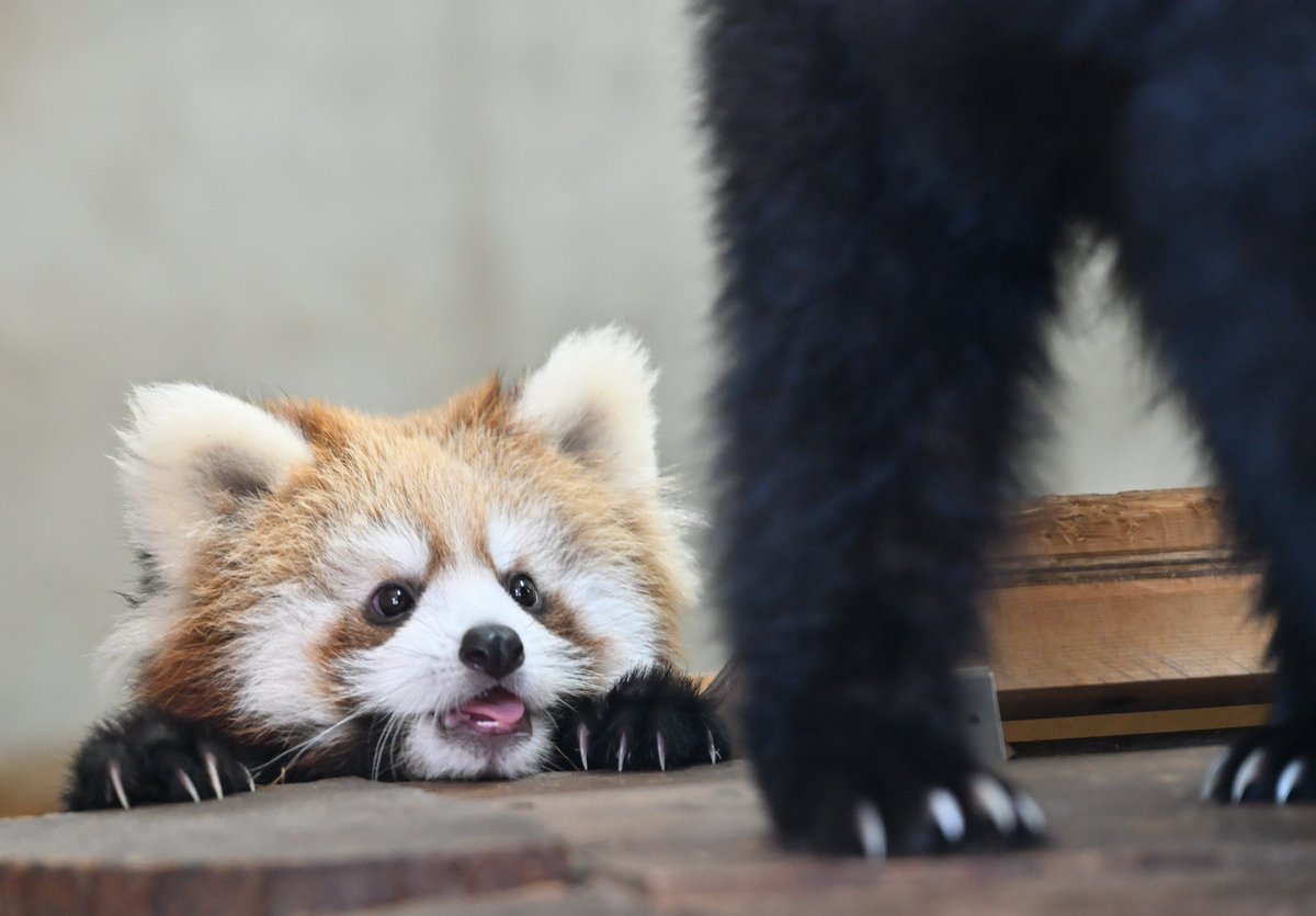 mocos164's tweet image. ひょっこり😅
#日本平動物園 
#レッサーパンダ