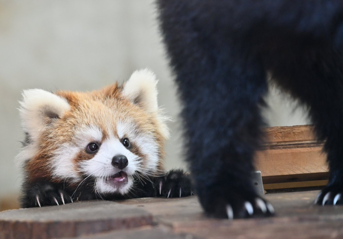 mocos164's tweet image. ひょっこり😅
#日本平動物園 
#レッサーパンダ