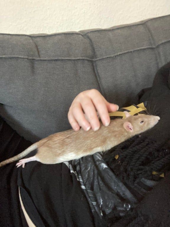 Tweets Of Hamster (@tweetsofhamster) on Twitter photo 