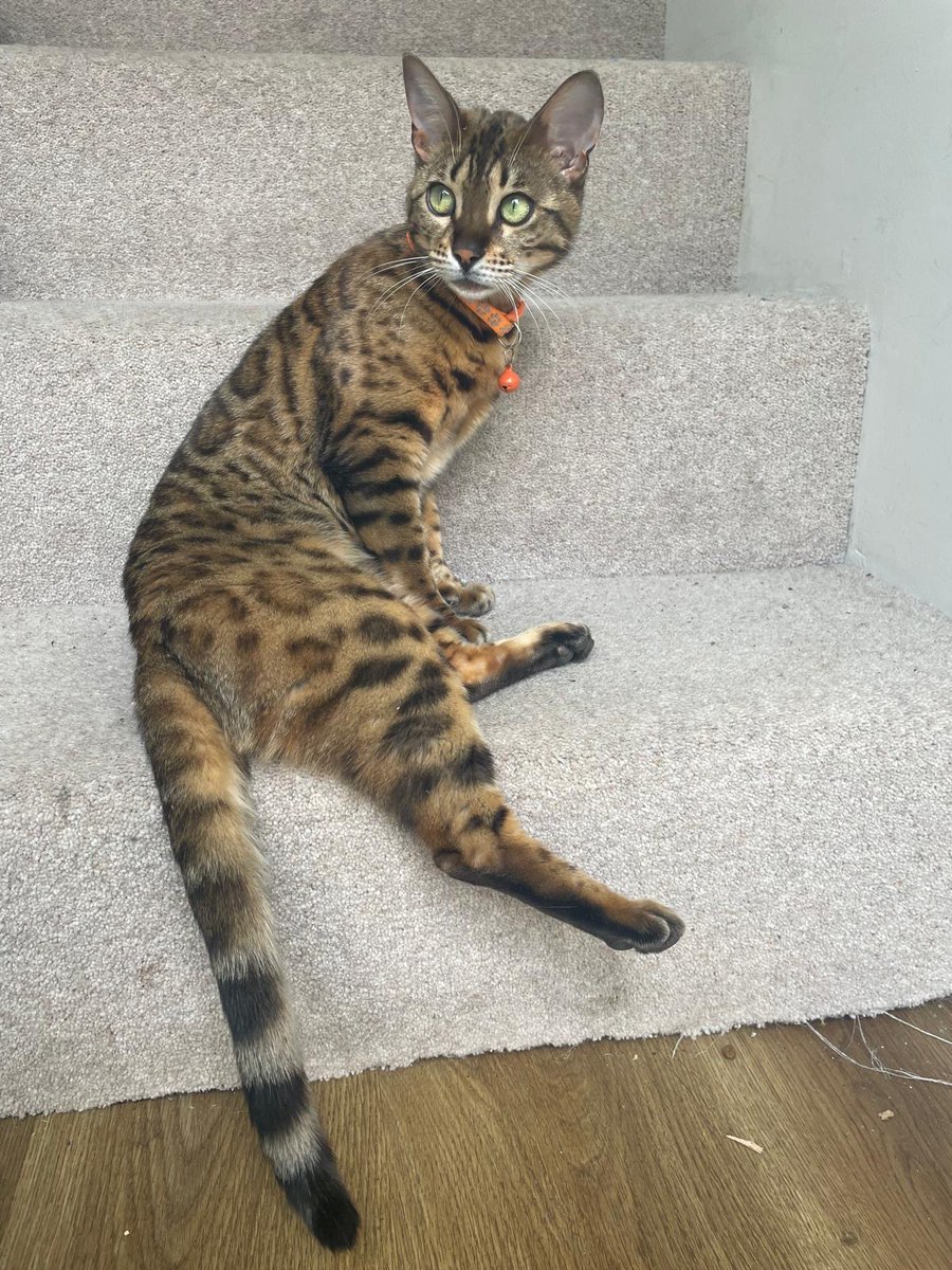 MissingPetsGB's tweet image. AMBER IS STILL NOT HOME

This is extremely difficult for her family @AmberStole96898 @KhurshidK4
It&apos;s awful someone can just steal your family away from you😭 It destroys lives

Please-Amber was stolen from garden in #StAlbans
Has anyone seen a Bengal like Amber? Sold/Bought her?