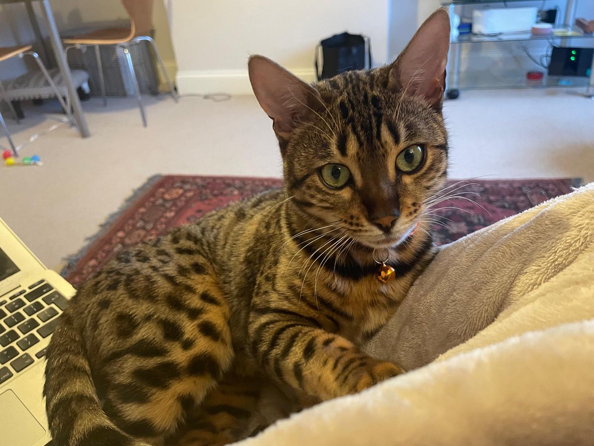 MissingPetsGB's tweet image. AMBER IS STILL NOT HOME

This is extremely difficult for her family @AmberStole96898 @KhurshidK4
It&apos;s awful someone can just steal your family away from you😭 It destroys lives

Please-Amber was stolen from garden in #StAlbans
Has anyone seen a Bengal like Amber? Sold/Bought her?