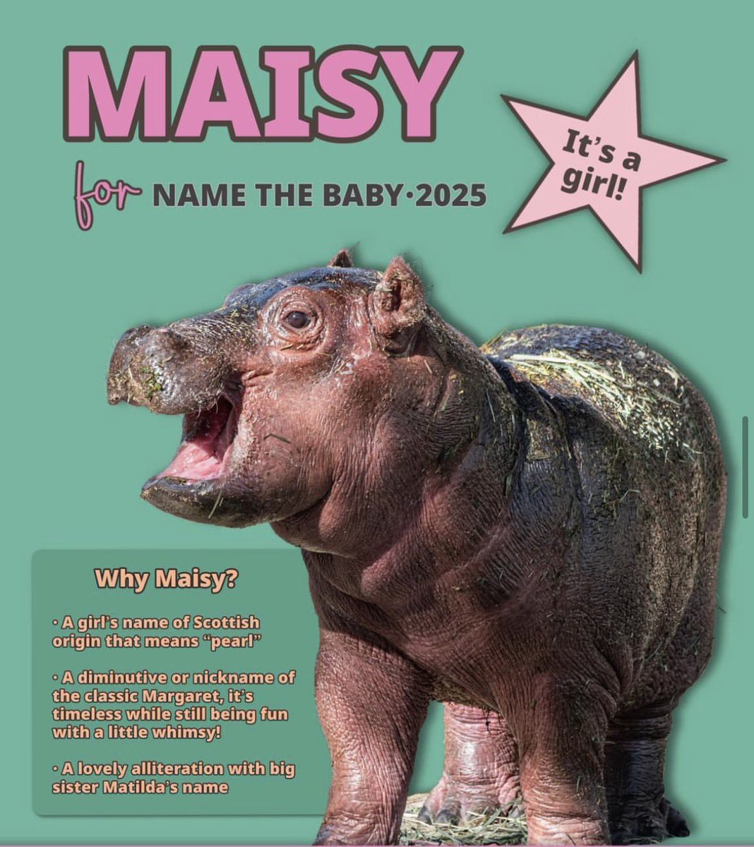 los_imer's tweet photo. Bond the hippo.

$MAISY 

CZshHcBohLxG7oXrrrWB7frDrUFsCpBWUVMPPwAwpump https://t.co/92J9fjnuWE