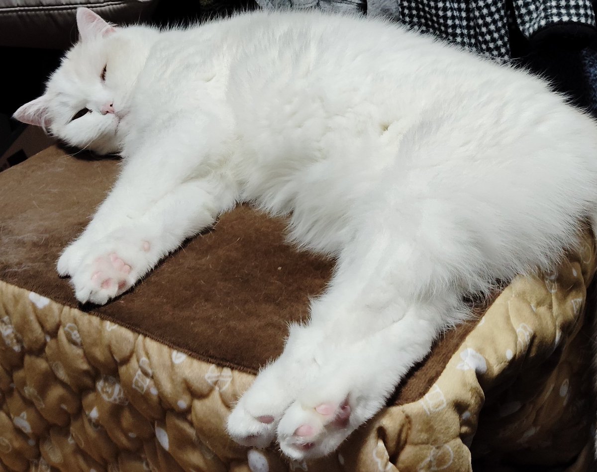 ⭐︎ふくちゃん⭐︎ ふくちゃん (@fuku_chan_chan) / Posts / X