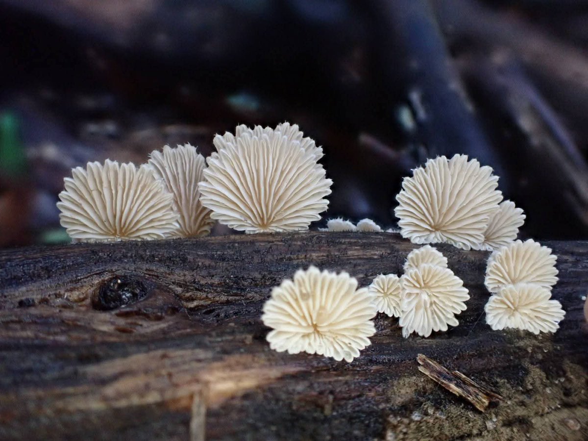 もっちー🍄🌿 on X