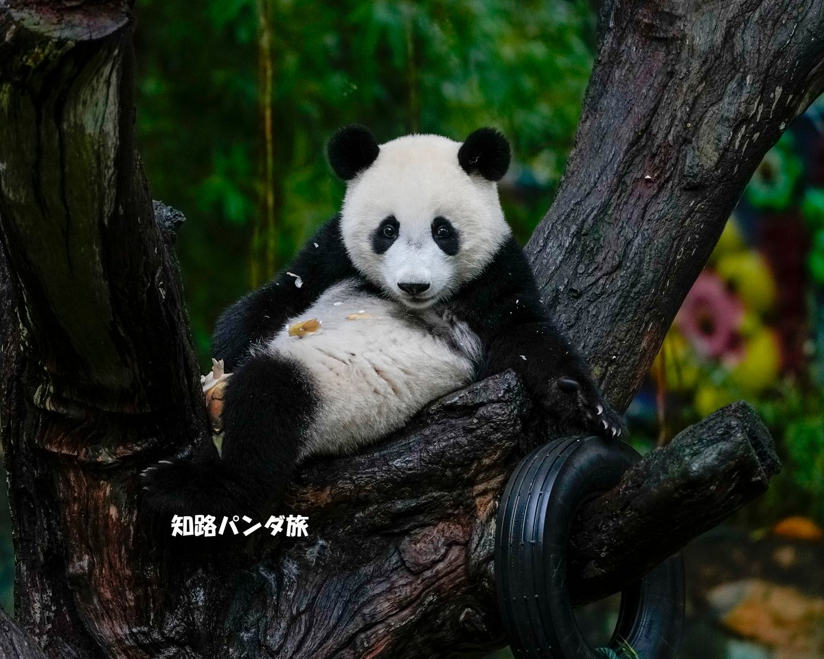 zhiluniannian's tweet image. 2025/8/5  完ペキにポーズがきまっている #広州長隆野生動物世界 の #妹猪(メイジュ)😊１歳の女の子です❤️
This is one-year-old MeiZhu, showing her perfect pose.👍  She lives at GuangZhou Chimelong Safari Park.  How cute!😍

#panda #MeiZhu #GuangZhouChimelongSafariPark