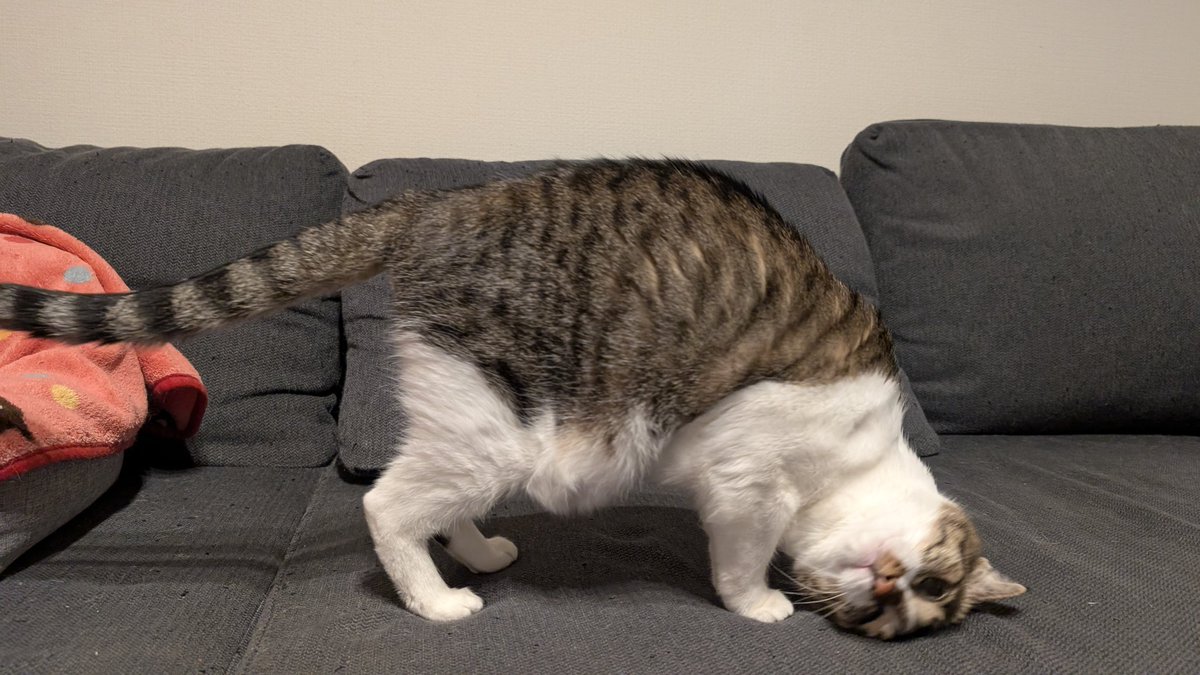 ｱﾚﾜｰｴｰｴｴﾄｿｰﾘｬｰ (ｱｰﾈｺﾈｺ)
ｷｰｼﾞｼﾛｰﾀﾞｰｴｰ