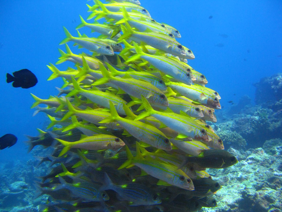 A tight fit - Similan islands
