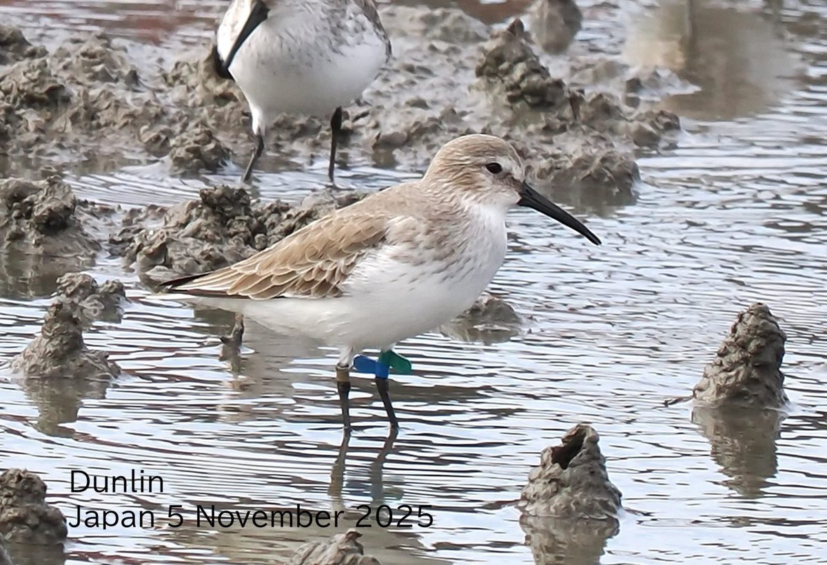 中国フラッグ、Rudongでバンデイングされたもの！

#標識調査