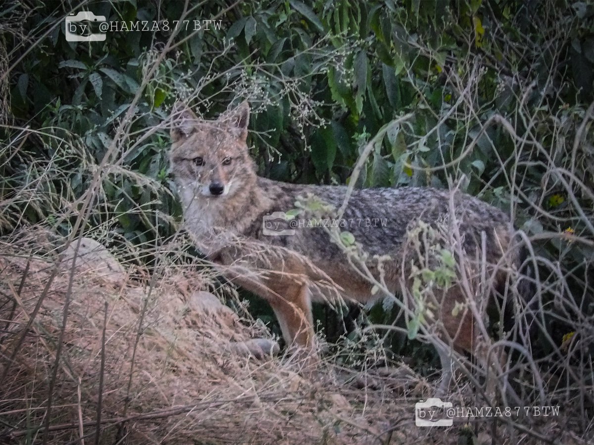 𝙃𝘼𝙈𝙕𝘼 tweet media