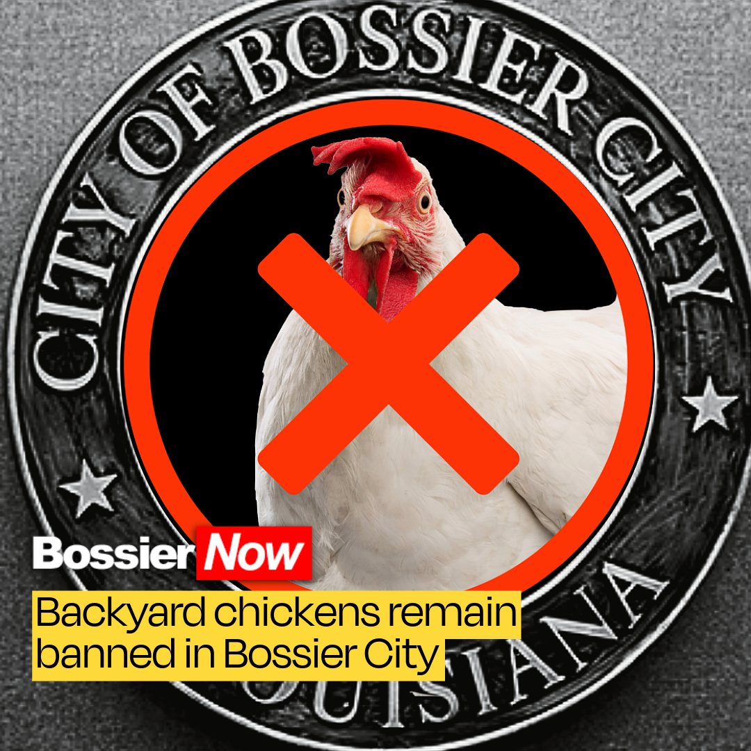 Backyard chickens remain banned in Bossier City. This article appeared in the November 5, 2025, BossierNow morning email. We offer free and paid subscription plans.