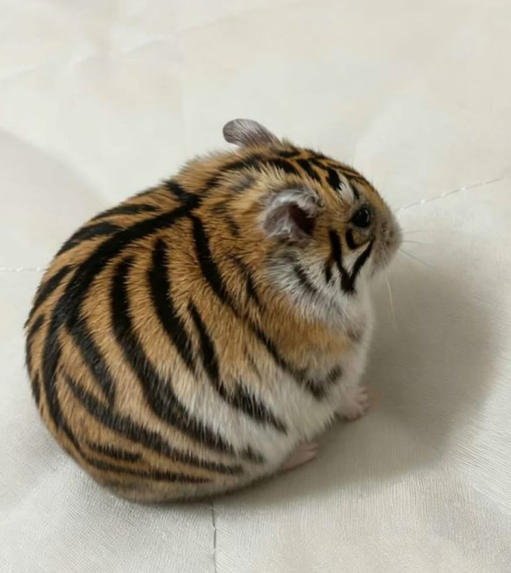 GM AND HAPPY WEDNESDAY MY FRIENDS