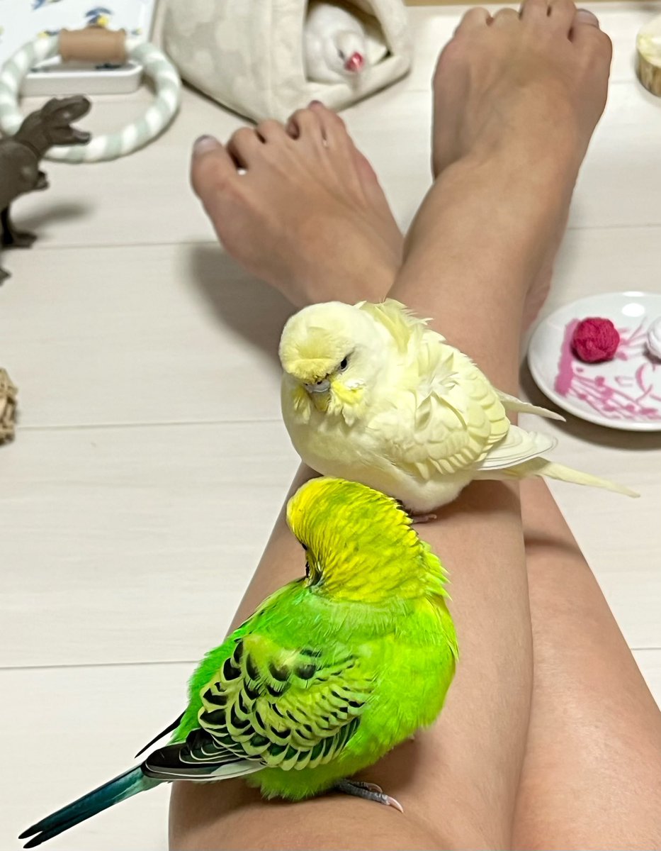 hino.𓅫 (@hinok_birds) / Posts / X