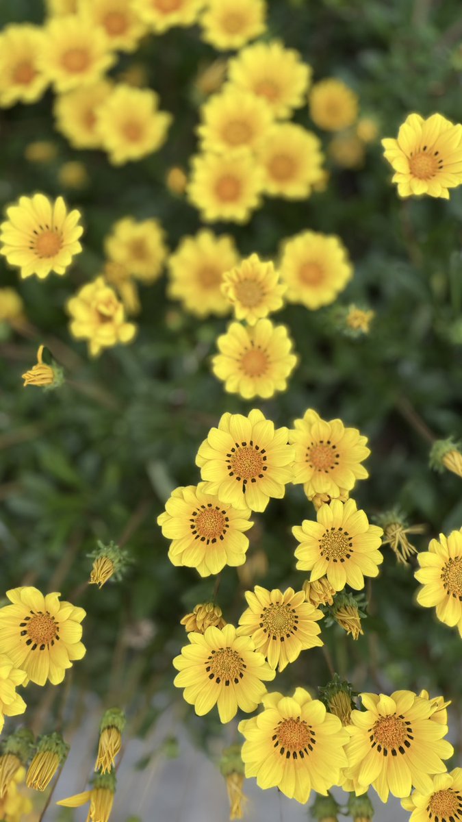 BuntaroKato's tweet image. #floweroflife