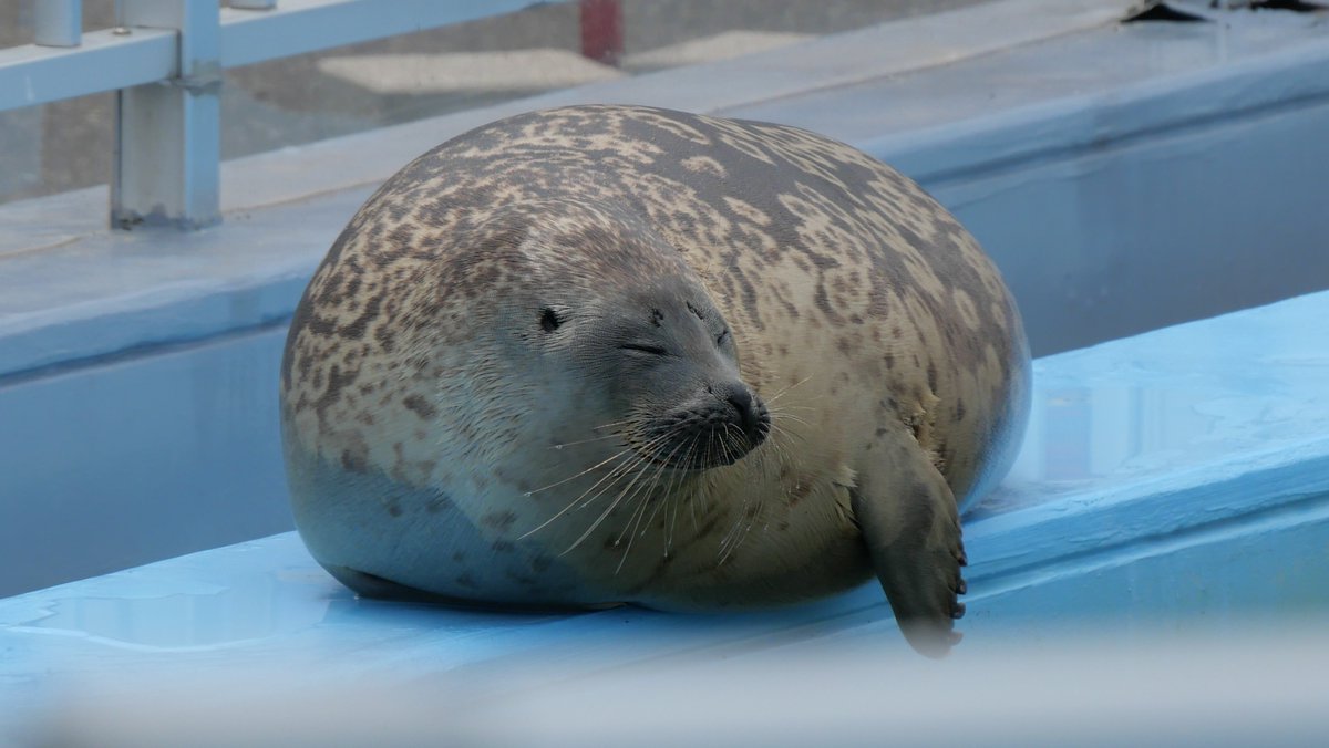 黄金のしょんべん小僧 純金 開運昇龍 小判 50g ー 三宝堂オンラインショップ