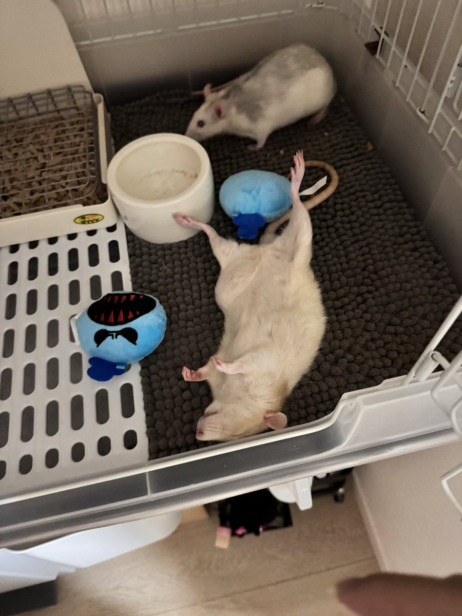 あかりん様オーダーページ ヘリンボンアシンメトリーオーバースカート – BABY, THE STARS SHINE