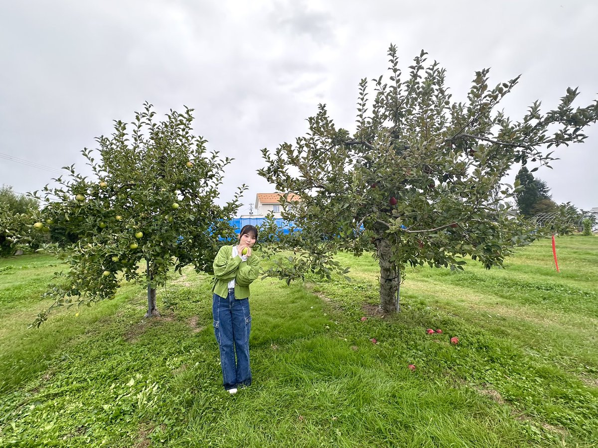 11月5日は #いいりんごの日 🍎🍏 今年もおいしい青森りんご😋 たくさん