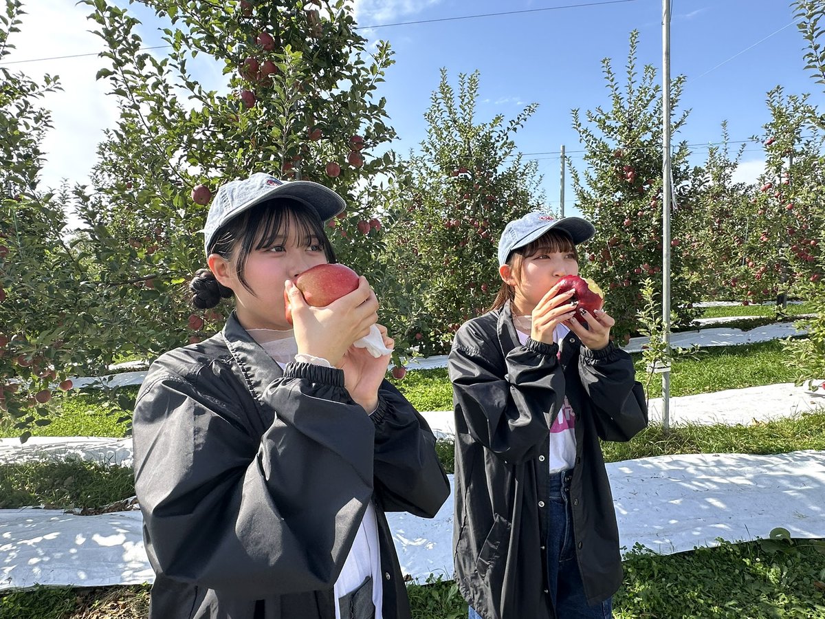 11月5日は #いいりんごの日 🍎🍏 今年もおいしい青森りんご😋 たくさん