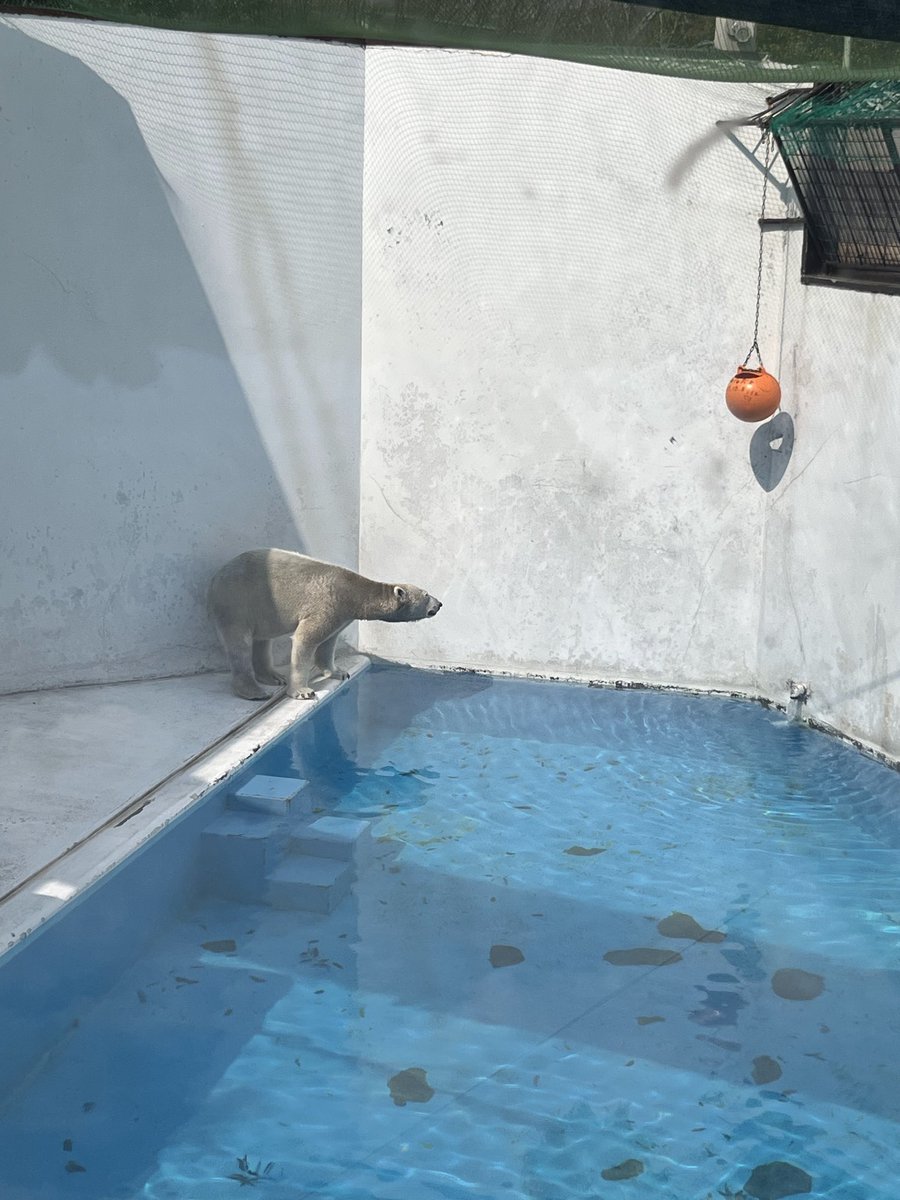 kyur1ka's tweet photo. @kumamotocityzoo マルル、お引越しなの⁉️3月にマルルに会いたくて熊本に行きました。会えてとてもうれしかった🥰釧路は遠いけど、元気に過ごしてほしいです！無事にお引越しできますように。 https://t.co/i6SHclsB6h