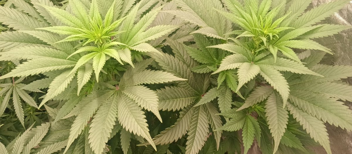 MidGrow's tweet image. Riot Seeds 2008
Blue Goo 💙💙💙