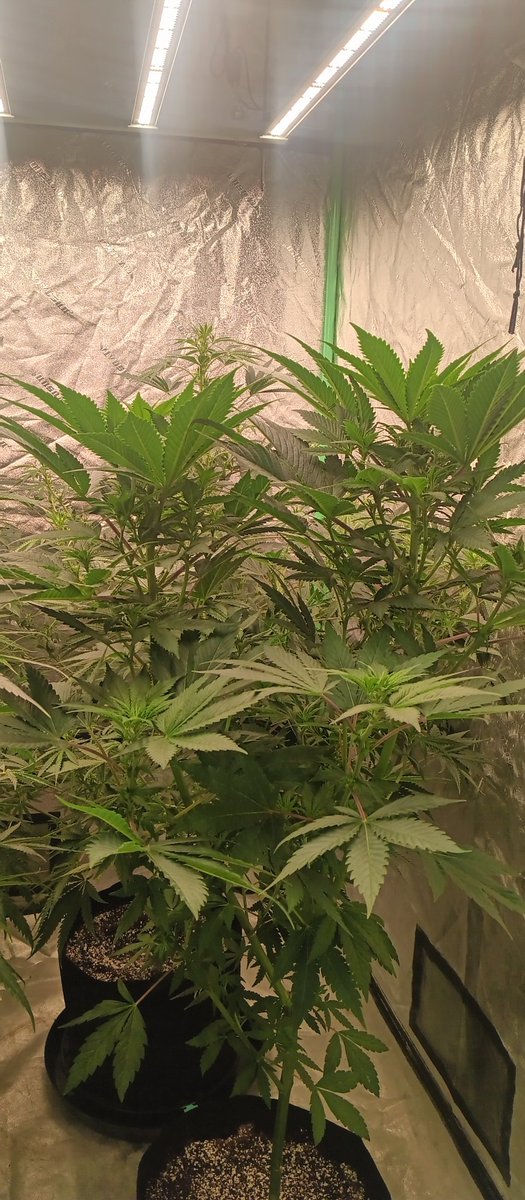 MidGrow's tweet image. Riot Seeds 2008
Blue Goo 💙💙💙