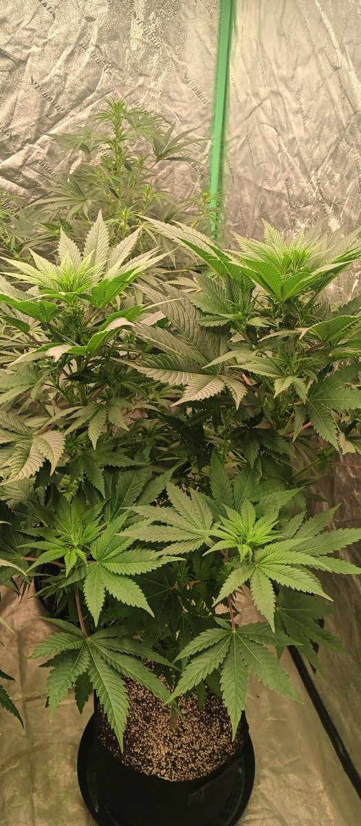 MidGrow's tweet image. Riot Seeds 2008
Blue Goo 💙💙💙