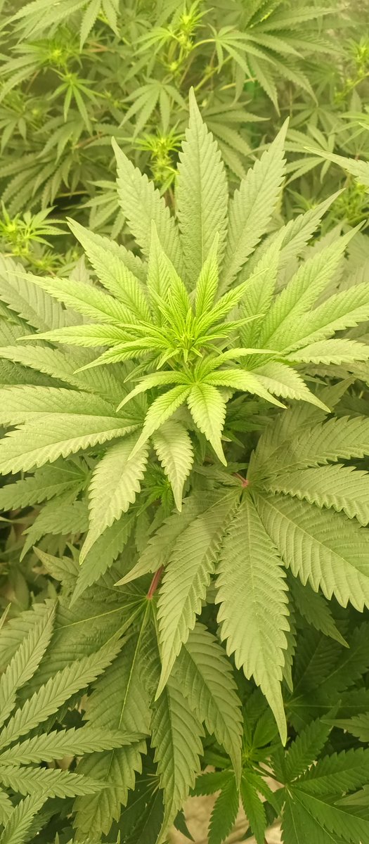 MidGrow's tweet image. Riot Seeds 2008
Blue Goo 💙💙💙