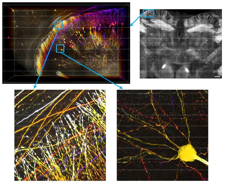 Volodymyr Nechyporuk-Zloy tweet media