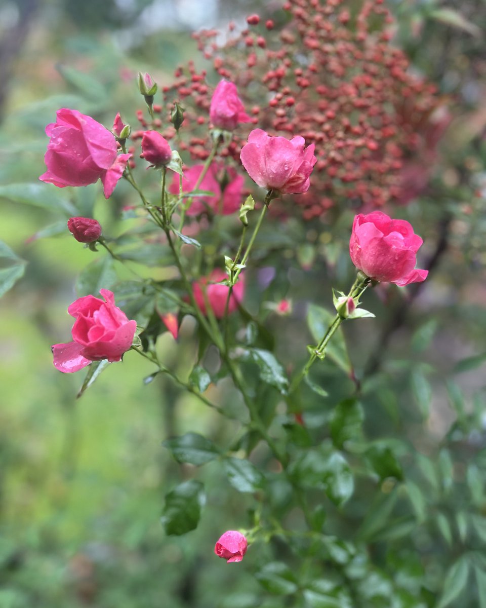 ‘Flower Carpet’ rose in a customers garden this morning 🩷 they do a great job of scrambling through the borders and don’t mind a bit of shade… can I add more roses to my wish list…?! 🫣 #RoseWednesday #attheoffice
