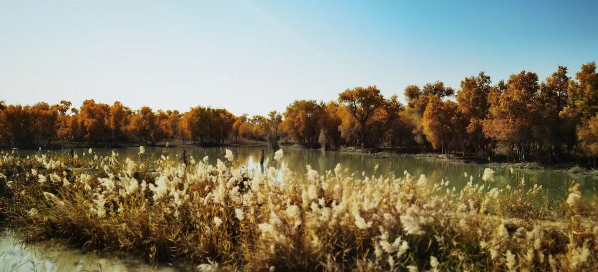 Jade9291's tweet photo. Great Beauty of #Xinjiang
——The Poplar Forest Park in Luntai, Tarim River https://t.co/wy1JNvNjvM