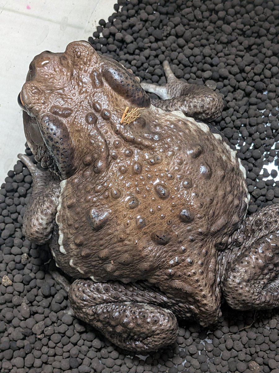 beginner3J's tweet image. ヒキ