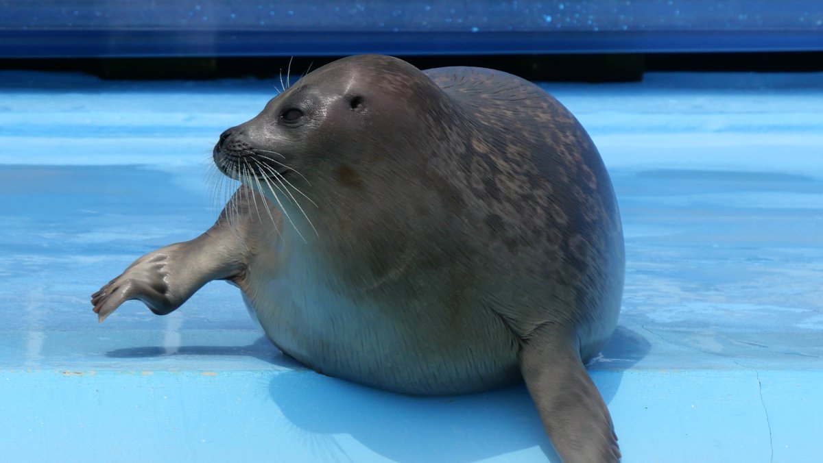 【カモノハシ太郎】 カモノハシ太郎】 カモノハシ太郎】 楽天市場】カモノハシ