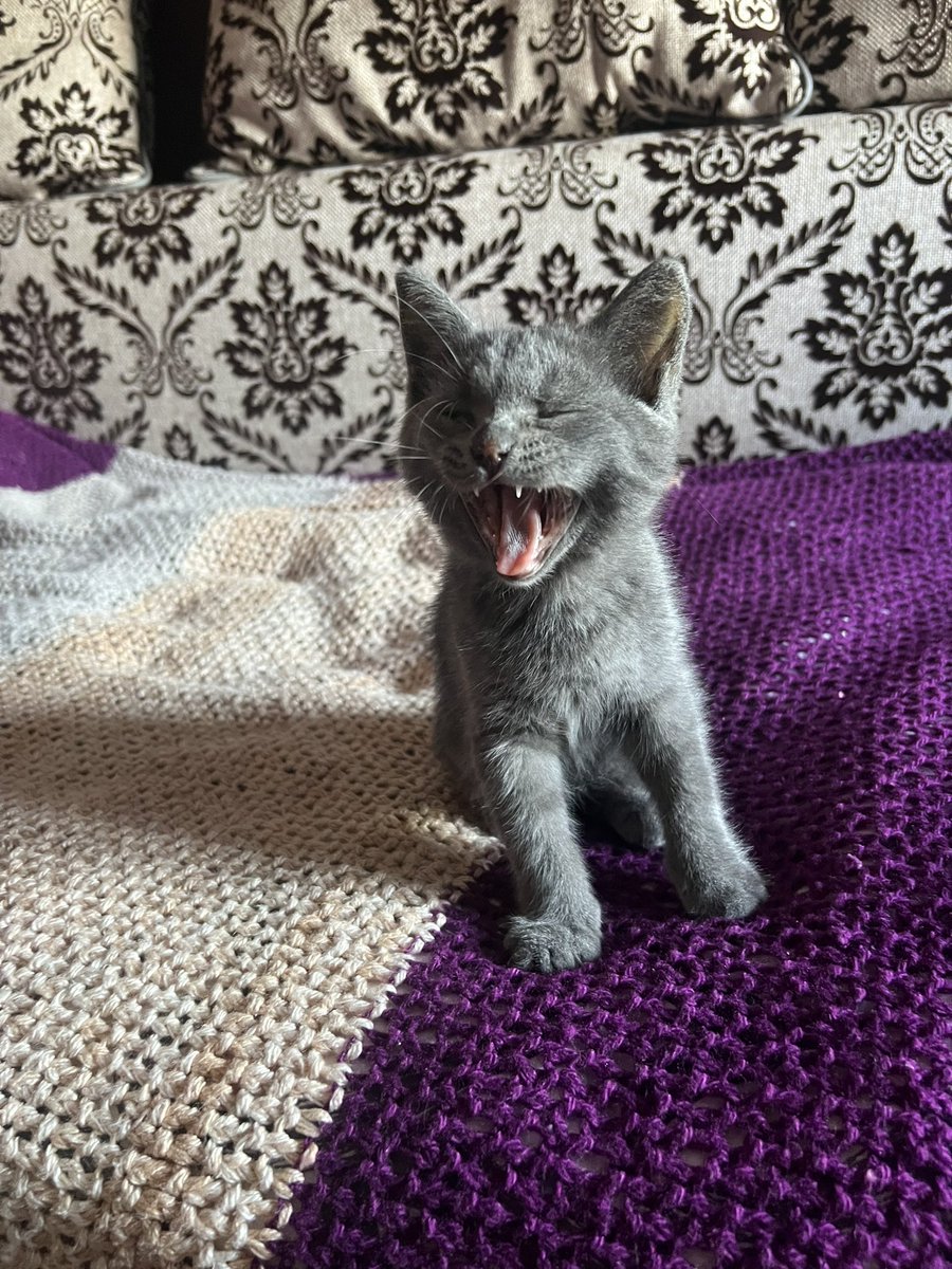 MoxMaya's tweet photo. @Dr_Alice_Woods Мамина радость Шеда, отчасти Shadow подсказал идею имени 😆 https://t.co/LEwZ0XmHFm