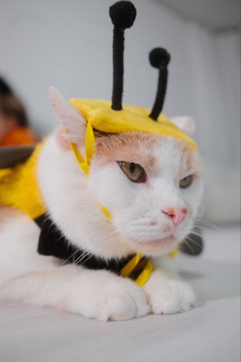 BRAVO | Jbrav (@jbrav_ssb) on Twitter photo 