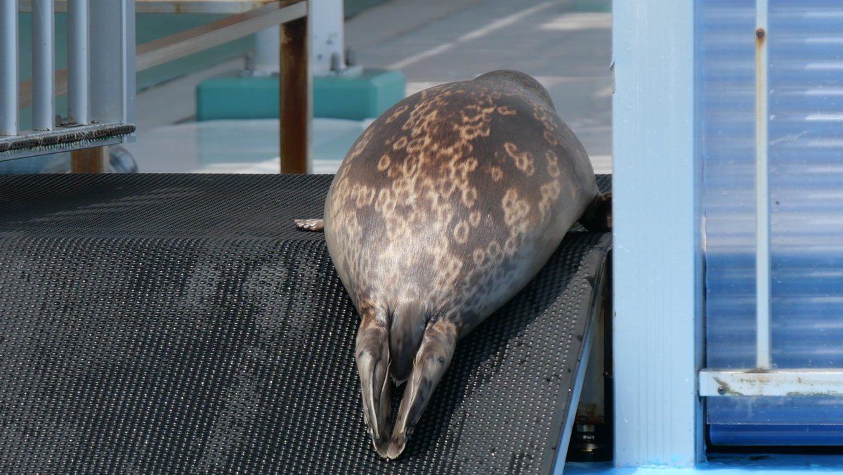 ゴリラの首 ゴリラのひとつき グレー GRA-2401GY 【KA】 | DOSHISHA Marche