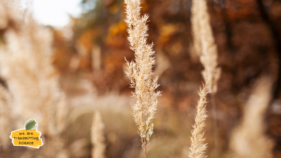 TransmitScience's tweet image. ✨ Could a regular update help you plan your professional development more easily?
Each edition of our newsletter offers a clear overview of what’s coming next.
Full details: transmittingscience.com/subscribe-to-o…
#WeareTransmittingScience #KeepLearning #ScienceCommunity