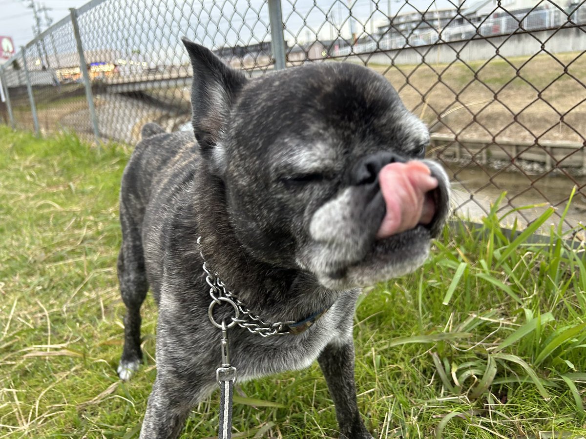 tanakatakeshi's tweet image. 今日は、岡崎、西尾、碧南方面にお邪魔させていただきました…。

すっかり秋深しですね…🍂。

夕方から夫婦でお出かけなので、チビたちの散歩は私の担当…🐕‍🦺。

今日は、昼も夜もお留守番ですよ〜🐾。

#質実剛健
#田中健
#未来共創
#地域密着