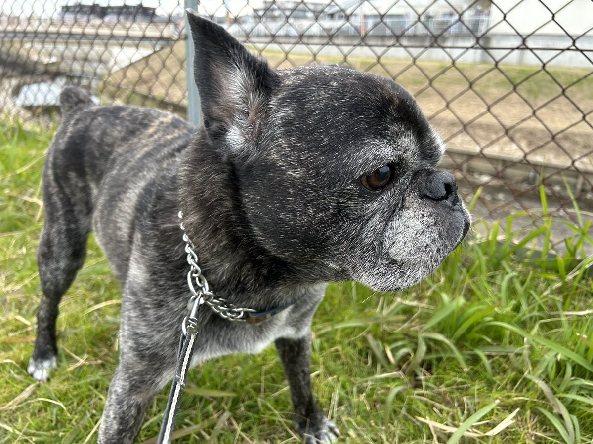 tanakatakeshi's tweet image. 今日は、岡崎、西尾、碧南方面にお邪魔させていただきました…。

すっかり秋深しですね…🍂。

夕方から夫婦でお出かけなので、チビたちの散歩は私の担当…🐕‍🦺。

今日は、昼も夜もお留守番ですよ〜🐾。

#質実剛健
#田中健
#未来共創
#地域密着