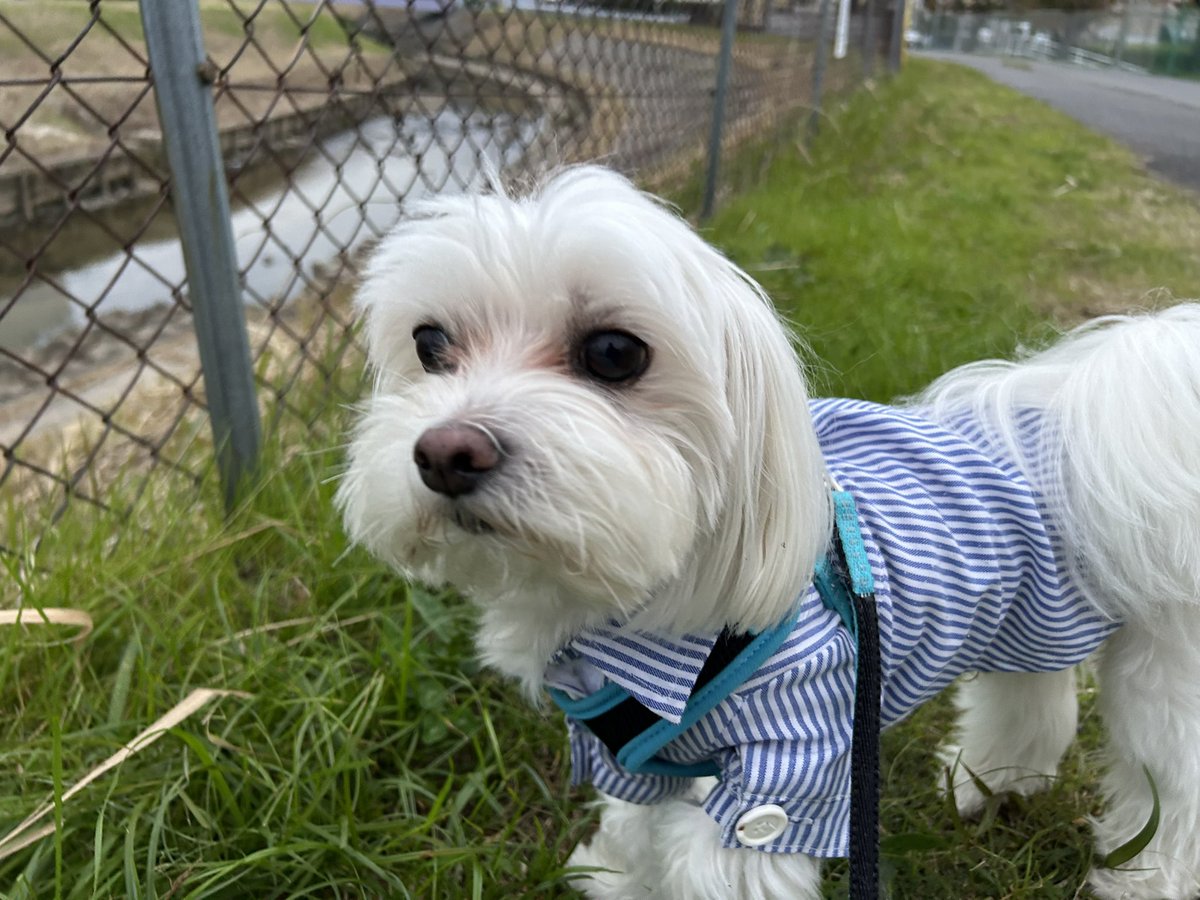 tanakatakeshi's tweet image. 今日は、岡崎、西尾、碧南方面にお邪魔させていただきました…。

すっかり秋深しですね…🍂。

夕方から夫婦でお出かけなので、チビたちの散歩は私の担当…🐕‍🦺。

今日は、昼も夜もお留守番ですよ〜🐾。

#質実剛健
#田中健
#未来共創
#地域密着